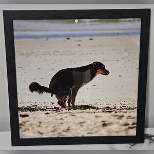 Pooping Black & Tan Dog Framed Photo (12"x12")